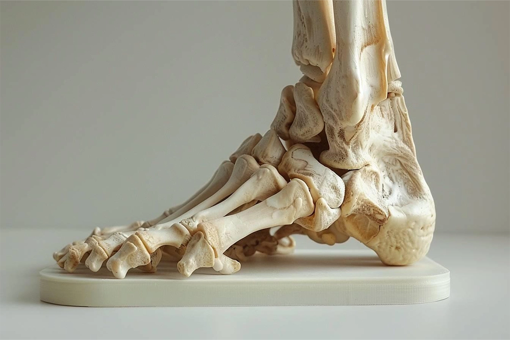 Métatarsiens du pied : anatomie, fonction et problèmes courants - Guide complet pour comprendre ces os essentiels